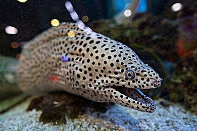 商标申请表明 FIFA可能更名为EA Sports FC